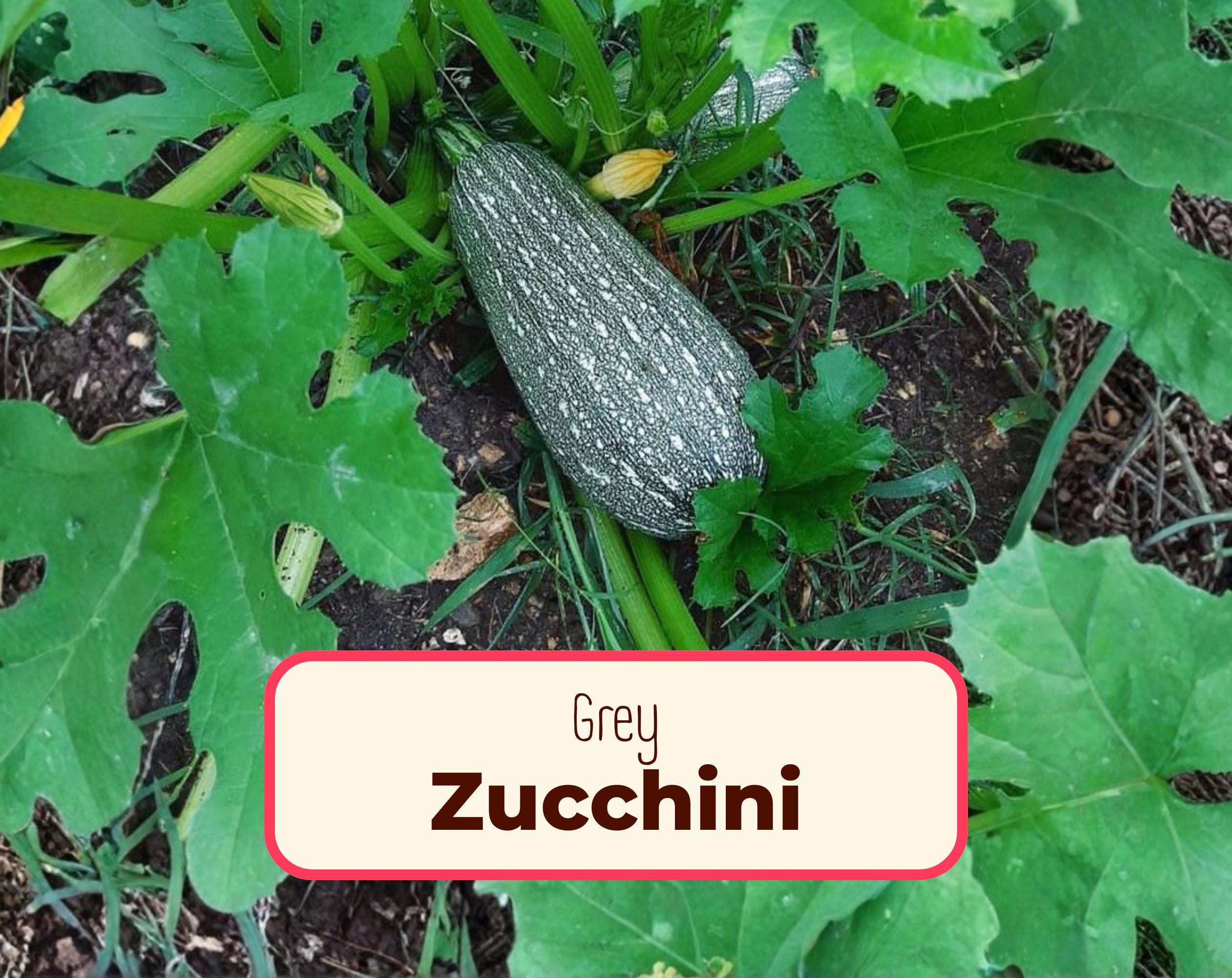 55+ Zucchini 'grey' Seeds | Non-gmo, Heirloom Vegetable Gardening Squash  Plant Seed Packet for Homesteading and Growing, Cucurbita Pepo - Etsy