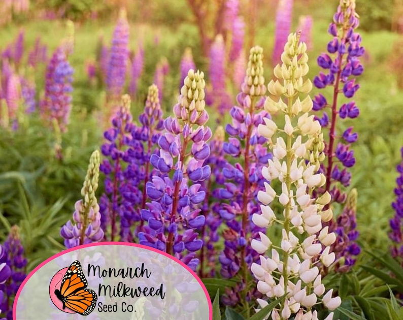 MonarchMilkweedSeeds Russell Lupine Seeds - Thumbnail 2