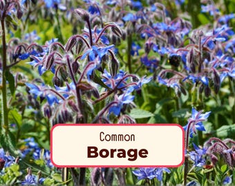 300+ Borage Seeds | Non-GMO, Heirloom, Wildflower Garden Seed for Pollinator Bees and Butterfly, Herb Seed, Star Flower, Borago officinalis