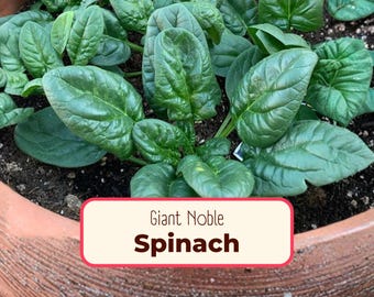 1100+ Spinach Seeds 'Giant Noble' | Non-GMO, Heirloom Vegetable Gardening Plant Seed Packet for Growing Homestead Gardens, Spinacia oleracea