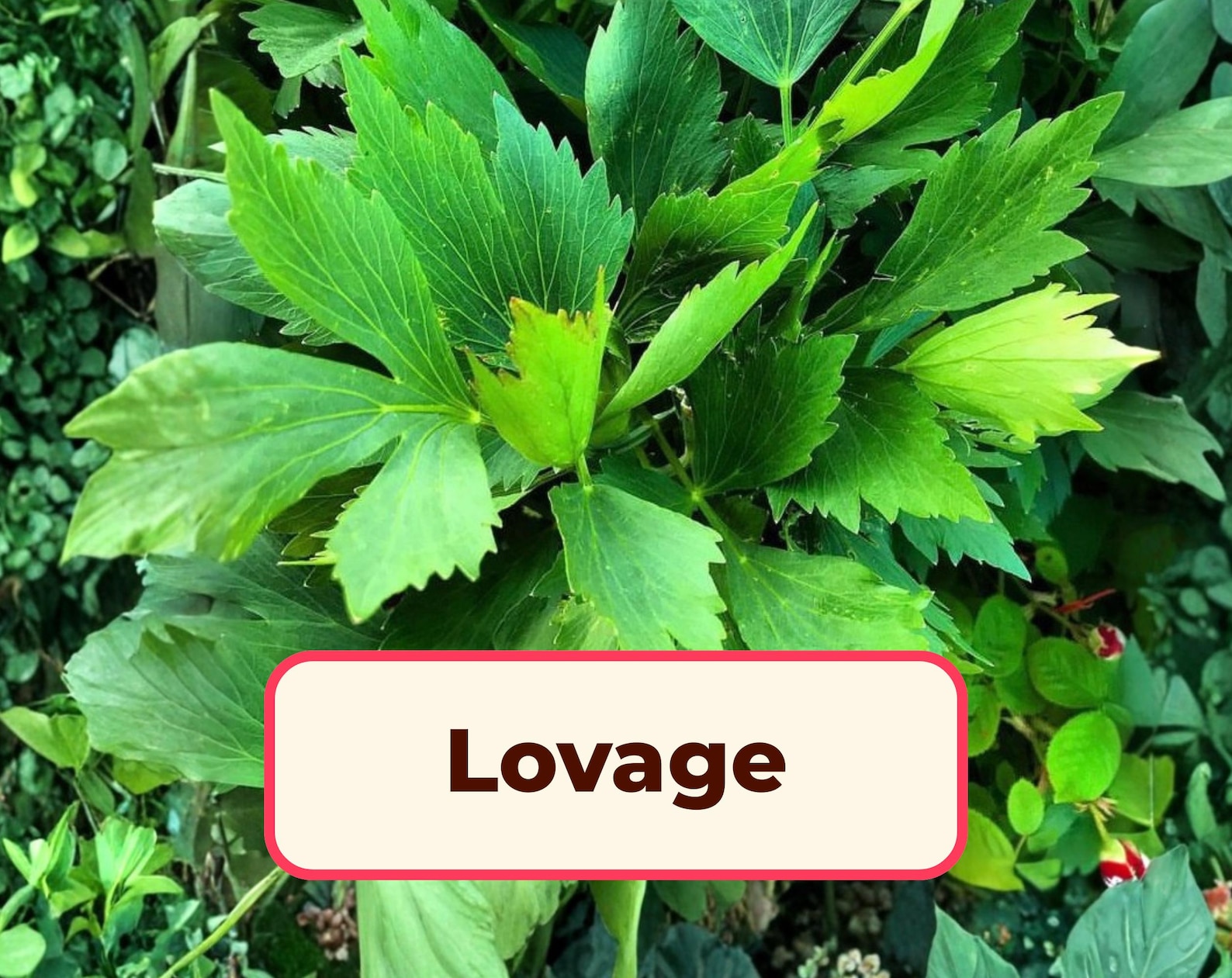 550+ Lovage Seeds | Gardening Seed Packet for Growing Lovage Plants