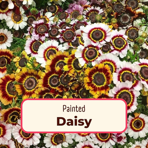 Pyrethrum Daisy Seeds - Etsy