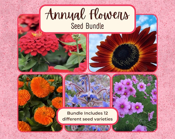 ANNUAL FLOWERS Seed Bundle | 12 Unique Seed Packets for Annual Flower Gardening, Value Variety Pack, Gardener Gift, Pollinator Garden Seed