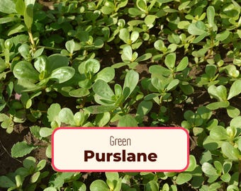 1400+ Green Purslane Seeds | Non-GMO, Heirloom Vegetable Gardening Plant Seed Packet for Edible Leafy Greens, Homesteads, Portulaca oleracea
