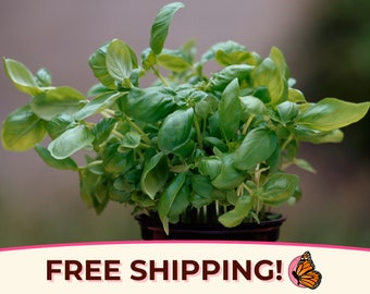 1400+ Lemon Basil Seeds | Non-GMO, Heirloom, Rare Herb Plant Seed Packet for Growing, Container Gardening, Ocimum basilicum citriodorum