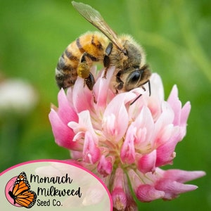 May include: A close-up of a honeybee collecting nectar from a pink clover flower. The bee is covered in pollen and has a fuzzy body. The flower is in full bloom and has a delicate, feminine appearance. The background is a blur of green foliage.