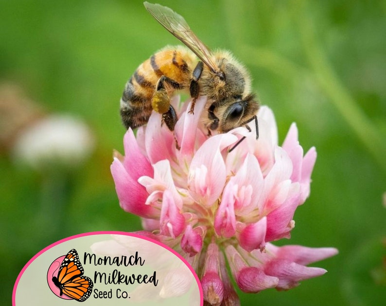 May include: A close-up of a honeybee collecting nectar from a pink clover flower. The bee is covered in pollen and has a fuzzy body. The flower is in full bloom and has a delicate, feminine appearance. The background is a blur of green foliage.