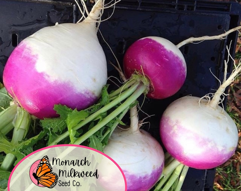 MonarchMilkweedSeeds Turnip Seeds - Thumbnail 5