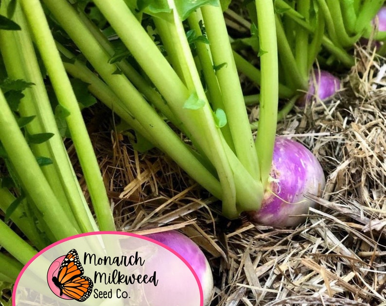 MonarchMilkweedSeeds Turnip Seeds
