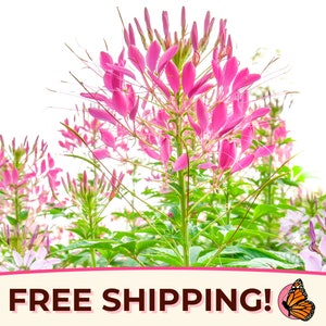 1100+ Spider Plant Seeds | Wildflower Gardening Seed Packet for Pollinators, Bees, Butterflies, Flower Gardening, Cleome hassleriana