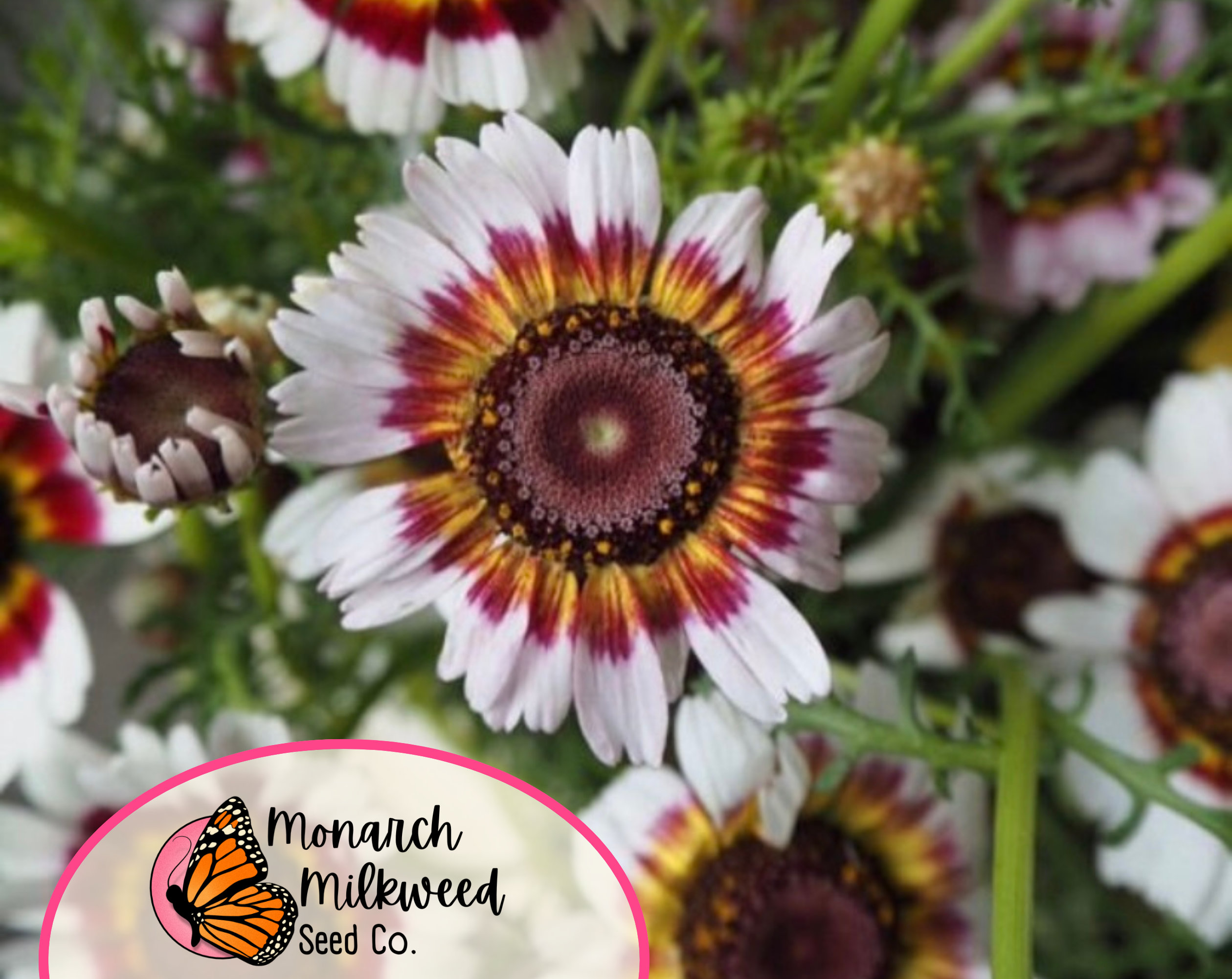 525+ Painted Daisy Seeds | Flower Garden Seed Packet for Pollinators ...