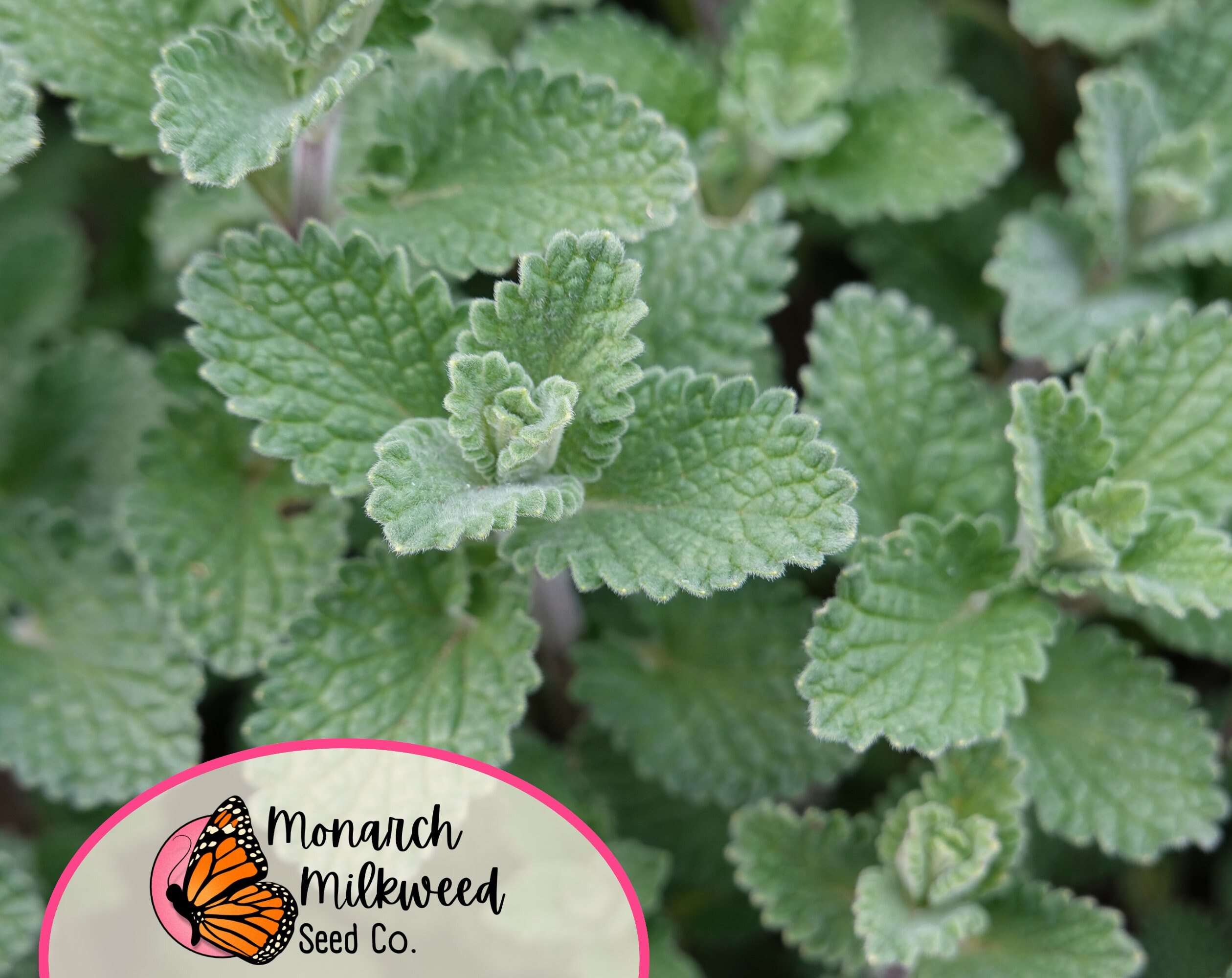 3,800+ Catnip Seeds For Growing Fresh Or Dried Catnip - Herb Gardening Kit