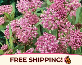 125+ Swamp Milkweed Seeds | (Asclepias incarnate) Native Perennial Wildflower Garden Plant Seed Packet for Pollinator Monarch Butterflies