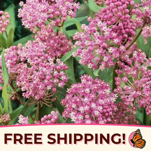 125+ Swamp Milkweed Seeds | (Asclepias incarnate) Native Perennial Wildflower Garden Plant Seed Packet for Pollinator Monarch Butterflies