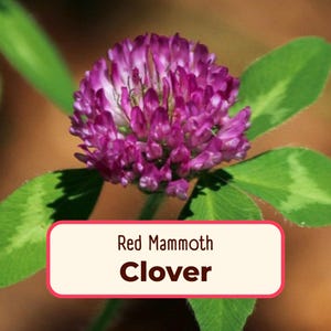 5700+ Red Mammoth Clover Seeds | Flower Gardening Seed Packet for Pollinator Bees, Butterflies, Cover Crop, Ground Cover, Trifolium pratense
