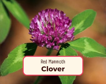 5700+ Red Mammoth Clover Seeds | Flower Gardening Seed Packet for Pollinator Bees, Butterflies, Cover Crop, Ground Cover, Trifolium pratense
