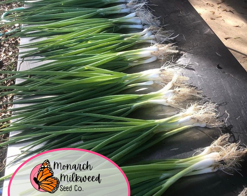 MonarchMilkweedSeeds Tokyo Long White Bunching Onion Seeds - Thumbnail 2