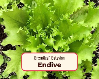 2900+ Endive Seeds 'Broadleaf Batavian' | Non-GMO, Heirloom, Vegetable Gardening Seed Packet for Growing Plants, Escarole, Cichorium endivia