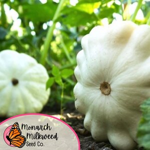 Pu&ograve; includere: Due zucche pattypan bianche su uno sfondo di foglie verdi. Le zucche sono rotonde e hanno una consistenza leggermente irregolare. Il logo di Monarch Milkweed Seed Co. &egrave; in primo piano.