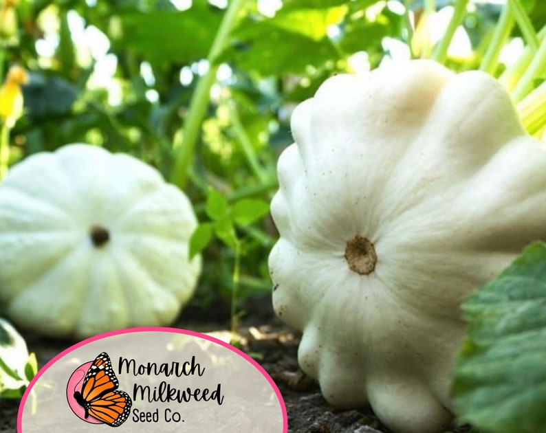 Pu&ograve; includere: Due zucche pattypan bianche su uno sfondo di foglie verdi. Le zucche sono rotonde e hanno una consistenza leggermente irregolare. Il logo di Monarch Milkweed Seed Co. &egrave; in primo piano.