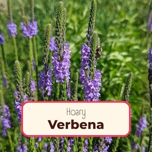 975+ Verbena 'Hoary' Seeds | Flower Gardening, Wildflower Plant Seed Packet for Pollinators, Bees, Butterflies, Verbena stricta