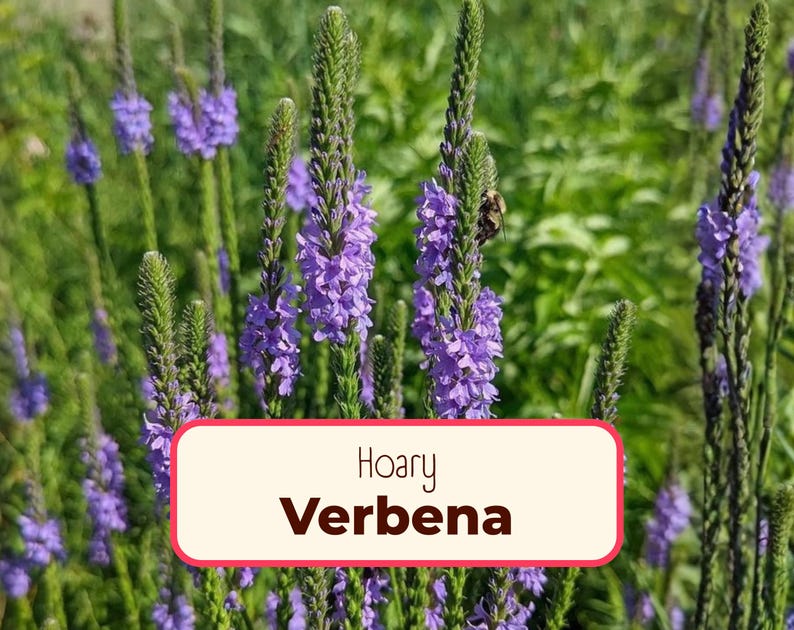 975+ Verbena 'Hoary' Seeds | Flower Gardening, Wildflower Plant Seed Packet for Pollinators, Bees, Butterflies, Verbena stricta afbeelding 1