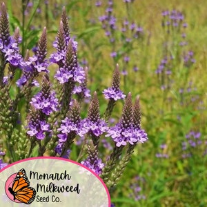 Op de afbeelding: Een veld met paarse verbena bloemen in bloei. De bloemen zijn geclusterd in een veld met groen gras. De afbeelding bevat een logo voor Monarch Milkweed Seed Co.