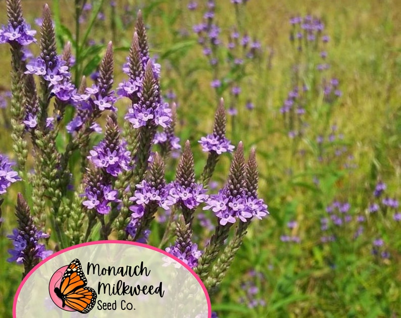 Op de afbeelding: Een veld met paarse verbena bloemen in bloei. De bloemen zijn geclusterd in een veld met groen gras. De afbeelding bevat een logo voor Monarch Milkweed Seed Co.