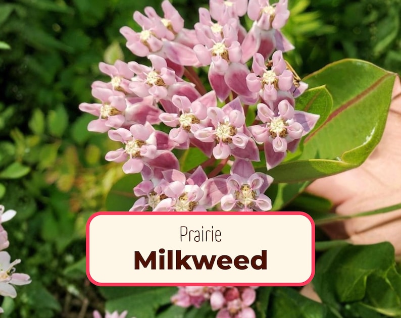 MonarchMilkweedSeeds Prairie Milkweed Seeds - Thumbnail 5