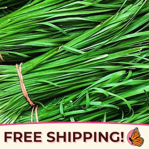 650+ Garlic Chive Seeds | Non-GMO, Heirloom, Vegetable Gardening, Perennial Herb Plant, Seed Packet for Growing, Allium schoenoprasum