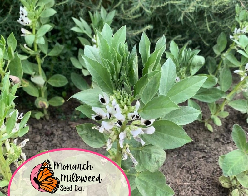 MonarchMilkweedSeeds Fava Bean Seeds Broad Windsor - Thumbnail 3