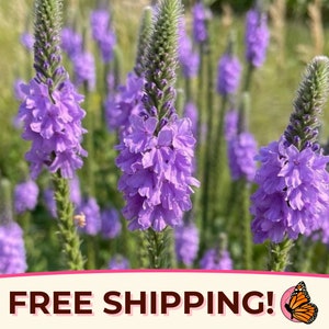975+ Verbena &#39;Hoary&#39; Seeds | Flower Gardening, Wildflower Plant Seed Packet for Pollinators, Bees, Butterflies, Verbena stricta