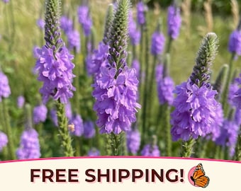 975+ Verbena 'Hoary' Seeds | Flower Gardening, Wildflower Plant Seed Packet for Pollinators, Bees, Butterflies, Verbena stricta