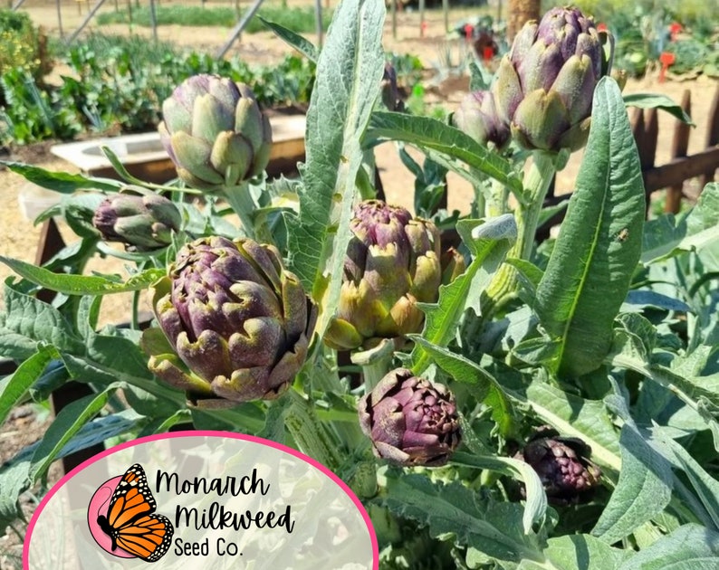 MonarchMilkweedSeeds Green Globe Artichoke Seeds