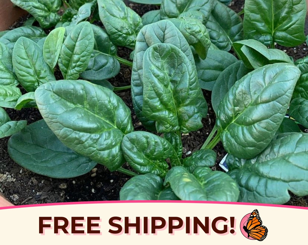 150 Heirloom American Spinach Seeds - Fast Growing, Non-GMO - Home Garden Favorite