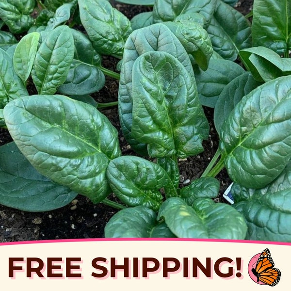 1100+ Spinach Seeds 'Giant Noble' | Non-GMO, Heirloom Vegetable Gardening Plant Seed Packet for Growing Homestead Gardens, Spinacia oleracea