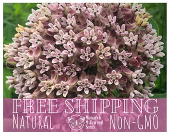 2,000+ Common Milkweed Seeds | Non-GMO (Asclepias Syriaca) Monarch Butterfly Perennial Native Wildflower Pollinating Plant Garden Seed - USA