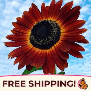 125+ Velvet Queen Sunflower Seeds | Rare Heirloom, Non-GMO, Flower Gardening Seed Packet for Growing Giant Sunflowers, Helianthus annuus
