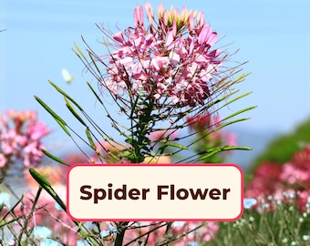 1100+ Spider Plant Seeds | Wildflower Gardening Seed Packet for Pollinators, Bees, Butterflies, Flower Gardening, Cleome hassleriana