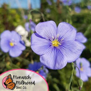 May include: A close-up of a light blue flax flower with a yellow center. The flower is in focus, while the background is blurred. The flower is surrounded by green foliage. The image includes the text "Monarch Milkweed Seed Co."