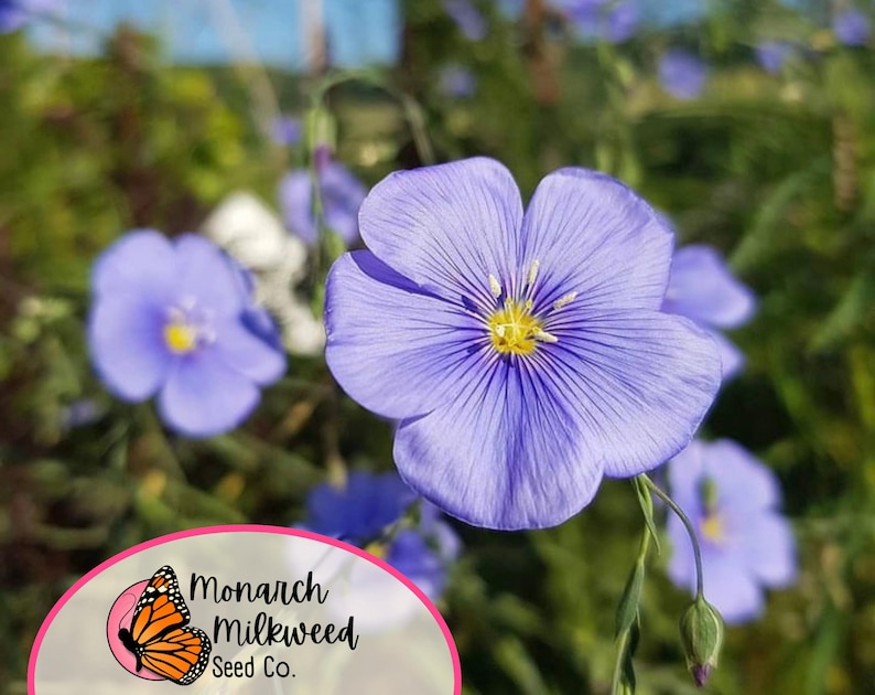 May include: A close-up of a light blue flax flower with a yellow center. The flower is in focus, while the background is blurred. The flower is surrounded by green foliage. The image includes the text "Monarch Milkweed Seed Co."