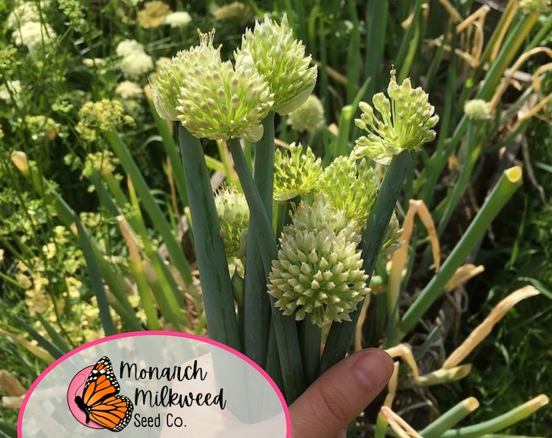 MonarchMilkweedSeeds Tokyo Long White Bunching Onion Seeds