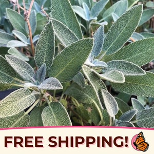 325+ Broadleaf Sage Seeds | Non-GMO, Heirloom Herb Gardening Plant Seed Packet for Container Gardens, Sage Smudge, Salvia officinalis