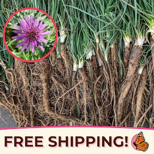 225+ Salsify Seeds &#39;Sandwich Island&#39; | Non-GMO, Heirloom Vegetable Gardening Plant Seed Packet for Growing Gardens, Tragopogon porrifolius