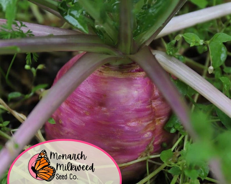 MonarchMilkweedSeeds Turnip Seeds - Thumbnail 3