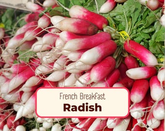 1100+ Radish Seeds 'French Breakfast' | Non-GMO, Heirloom, Vegetable Gardening Plant Seed Packet for Growing, Planting, Raphanus sativus