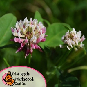 May include: Close-up of a pink and white clover flower with a smaller white clover flower in the background. The flowers are in focus and the background is blurred. The image is taken from a low angle.
