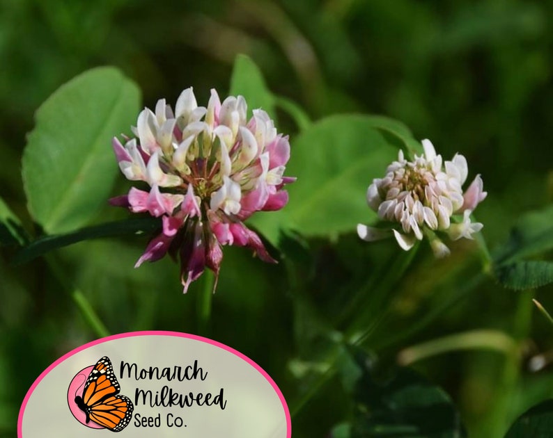 May include: Close-up of a pink and white clover flower with a smaller white clover flower in the background. The flowers are in focus and the background is blurred. The image is taken from a low angle.