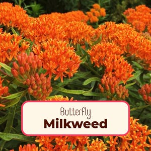 150+ Orange Butterfly Milkweed Seeds | (Asclepias tuberosa) Native Perennial Wildflower Gardening Seed for Pollinator Monarch Butterflies
