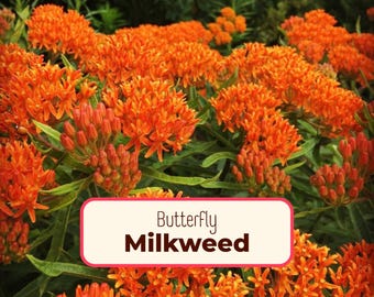 150+ Orange Butterfly Milkweed Seeds | (Asclepias tuberosa) Native Perennial Wildflower Gardening Seed for Pollinator Monarch Butterflies